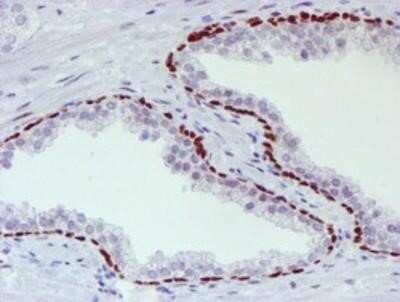 Immunohistochemistry: TAZ/WWTR1 Antibody (OTI1H9) - Azide and BSA Free [NBP2-74449]
