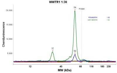 Simple Western: TAZ/WWTR1 Antibody [NBP1-85067]