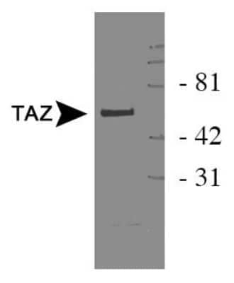 Western Blot: TAZ/WWTR1 AntibodyBSA Free [NB110-58359]