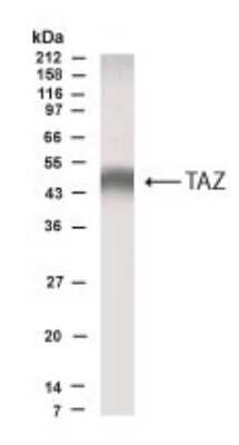 Western Blot: TAZ/WWTR1 AntibodyBSA Free [NB600-220]
