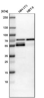 Western Blot: TAZ/WWTR1 Antibody [NBP1-85067]