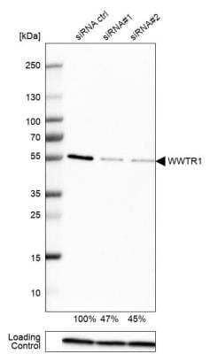 Western Blot: TAZ/WWTR1 Antibody [NBP1-85067]