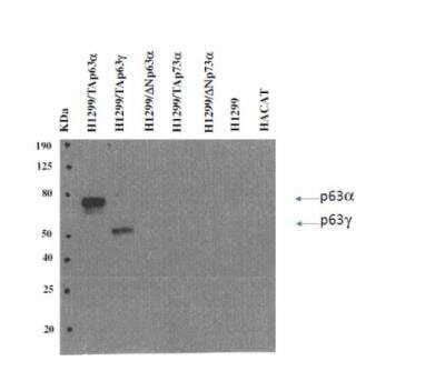 Western Blot: TAp63 Antibody (TAp63-4.1)BSA Free [NBP3-11703]