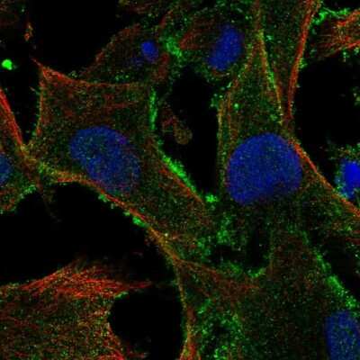 Immunocytochemistry/ Immunofluorescence: TBC1D10A Antibody [NBP2-55894]