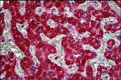 Immunohistochemistry-Paraffin: TBC1D10A Antibody [NBP2-61998]