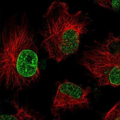 Immunocytochemistry/ Immunofluorescence: TBC1D19 Antibody [NBP1-84600]