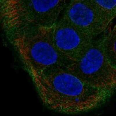 Immunocytochemistry/ Immunofluorescence: TBC1D2 Antibody [NBP3-17942]