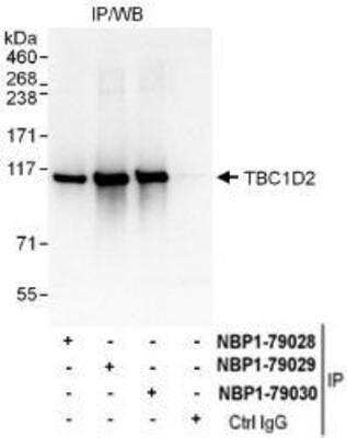 Immunoprecipitation: TBC1D2 Antibody [NBP1-79029]