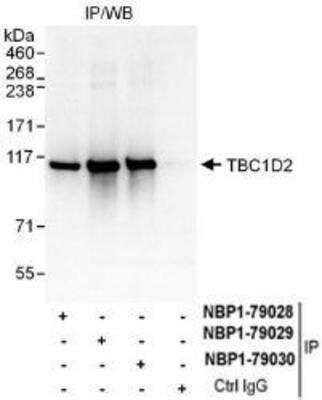 Immunoprecipitation: TBC1D2 Antibody [NBP1-79030]