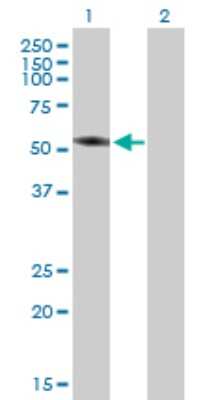 Western Blot: TBC1D2 Antibody [H00055357-B01P]