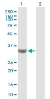 Western Blot: TBC1D3I Antibody [H00084218-B01P]