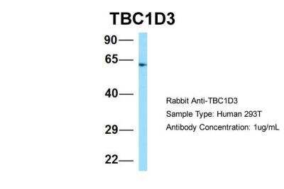 Western Blot: TBC1D3 Antibody [NBP2-86844]