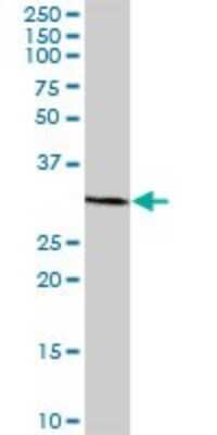 Western Blot: TBC1D7 Antibody [H00051256-B01P]