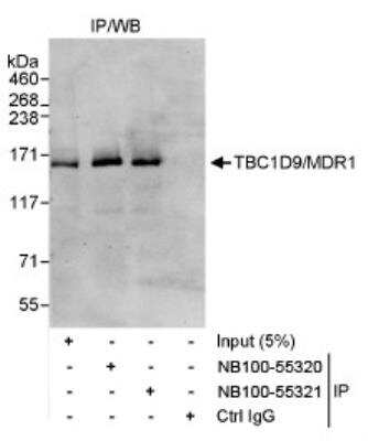 Western Blot: TBC1D9 Antibody [NB100-55320]