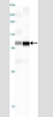 Simple Western: TBK1 Antibody (108A429)Azide and BSA Free [NBP2-33243]