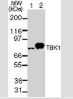 Western Blot: TBK1 Antibody (108A429)Azide and BSA Free [NBP2-33243]
