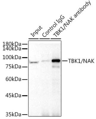 Immunoprecipitation: TBK1 Antibody (4G6C7) [NBP3-16189]