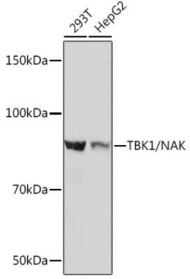 Western Blot: TBK1 Antibody (4G6C7) [NBP3-16189]