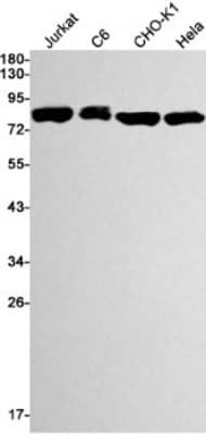 Western Blot: TBK1 Antibody (S01-1G3) [NBP3-19537]