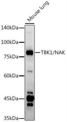 Western Blot: TBK1 AntibodyAzide and BSA Free [NBP2-93921]