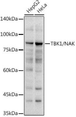 Western Blot: TBK1 AntibodyAzide and BSA Free [NBP2-93921]