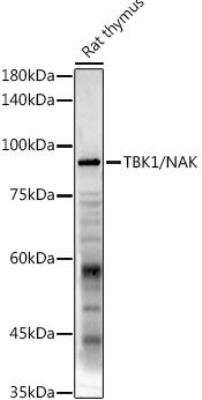 Western Blot: TBK1 AntibodyAzide and BSA Free [NBP2-93921]