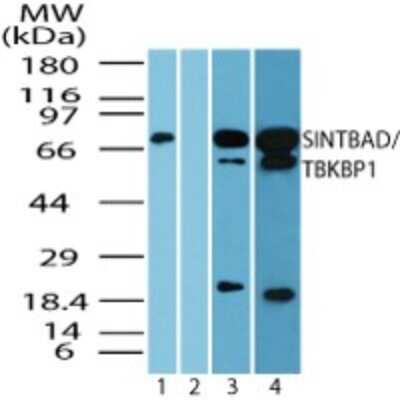 Western Blot: TBKBP1 Antibody [NBP2-24465]