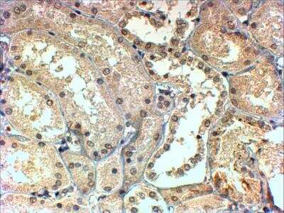 Immunohistochemistry-Paraffin: TBL1 Antibody [NB300-872]