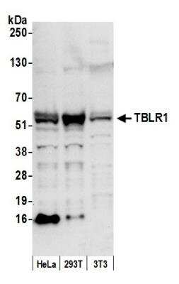 Western Blot: TBLR1 Antibody [NB600-270]