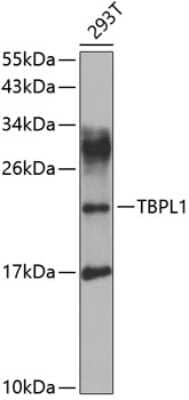 Western Blot: TBP like protein TLP AntibodyBSA Free [NBP2-93267]