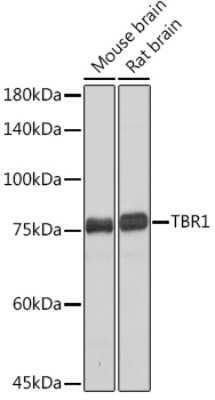 Western Blot: TBR1 Antibody (1U1K5) [NBP3-15769]