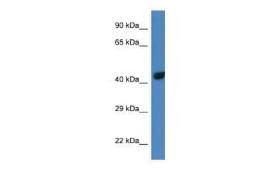 Western Blot: TBX10 Antibody [NBP2-85888]