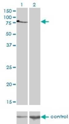 Western Blot: TBX2 Antibody (7G5) [H00006909-M01]