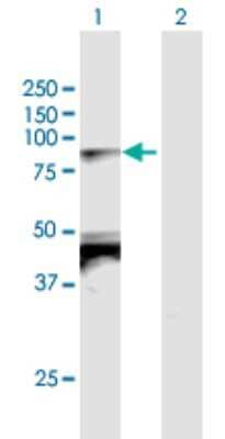 Western Blot: TBX2 Antibody [H00006909-B02P]