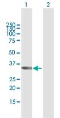 Western Blot: TBX20 Antibody [H00057057-B01P]