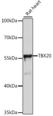 Western Blot: TBX20 AntibodyAzide and BSA Free [NBP2-93256]