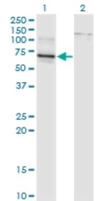 Western Blot: TBX22 Antibody (1A10) [H00050945-M01]