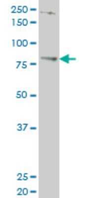 Western Blot: TBX3 Antibody (3A7) [H00006926-M06]