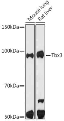 Western Blot: TBX3 Antibody (3G9F1) [NBP3-16848]