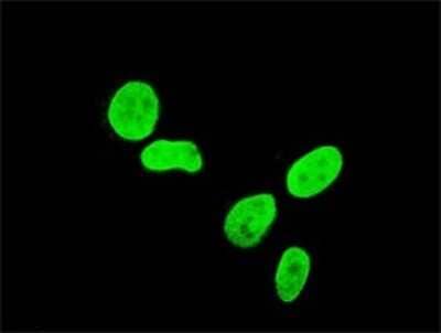 Immunocytochemistry/ Immunofluorescence: TBX3 Antibody (7H6) [H00006926-M03]