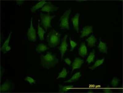 Immunocytochemistry/ Immunofluorescence: TBX3 Antibody (8H3) [H00006926-M02]