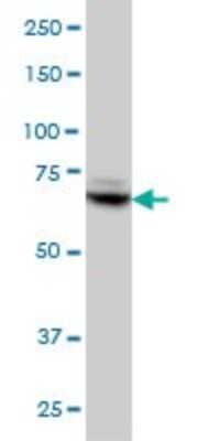 Western Blot: TBX3 Antibody (8H3) [H00006926-M02]