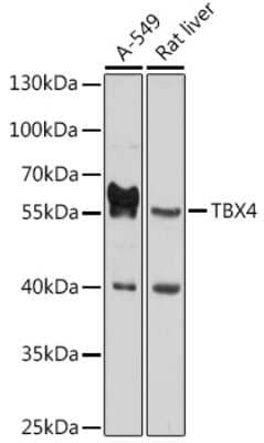 Western Blot: TBX4 AntibodyBSA Free [NBP3-04931]