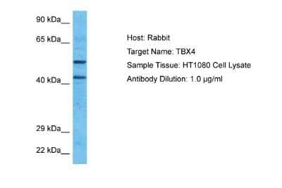 Western Blot: TBX4 Antibody [NBP2-85891]