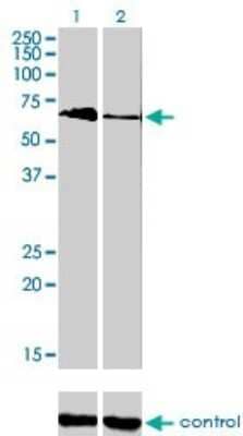 Western Blot: TBX5 Antibody (1G10) [H00006910-M01]