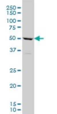 Western Blot: TBX6 Antibody (1D11) [H00006911-M06]