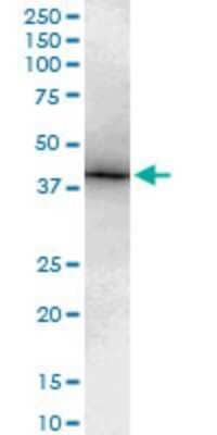 Western Blot: TBX6 Antibody (3F11) [H00006911-M16]