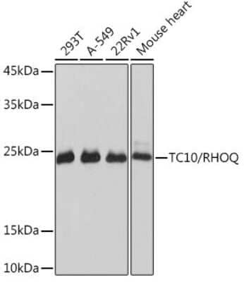 Western Blot: TC10 Antibody (10F7Y7) [NBP3-15915]