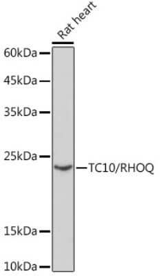 Western Blot: TC10 Antibody (10F7Y7) [NBP3-15915]