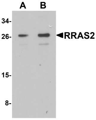 Western Blot: TC21/R-Ras2 AntibodyBSA Free [NBP2-81761]